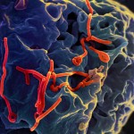 エボラ出血熱の国別感染者数と死亡者数（2014年9月6日時点）