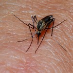 デング熱 日本人22人が感染 対策として代々木公園の蚊を駆除